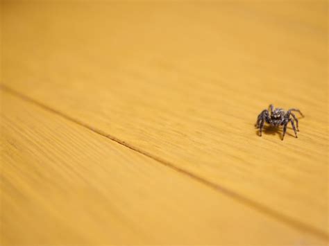 蜘蛛 家中|家の中で見かける蜘蛛は駆除するべきか見逃すべきか…